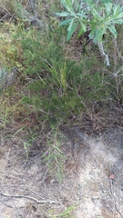 Asparagus lignosus