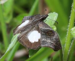 Theagenes albiplaga