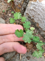 Geranium molle