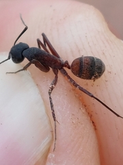 Camponotus cruentatus