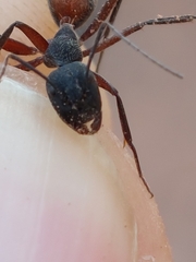 Camponotus cruentatus