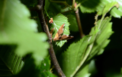 Agrotera nemoralis