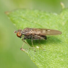 Ephydridae