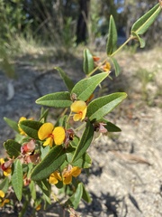 Platylobium parviflorum