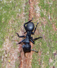 Cephalotes atratus