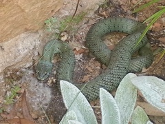 Natrix astreptophora