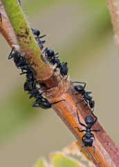 Cephalotes atratus