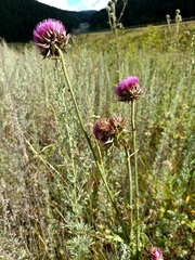 Carduus nutans leiophyllus