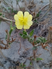 Oenothera humifusa