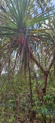 Pandanus spiralis