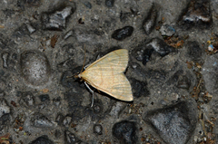 Anania crocealis