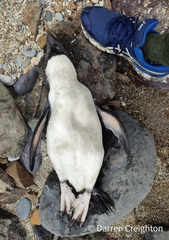 Eudyptes pachyrhynchus