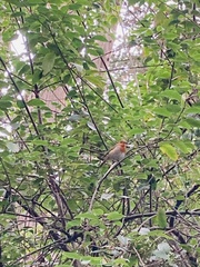 Erithacus rubecula