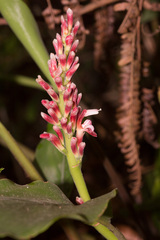 Alpinia japonica