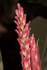 Alpinia japonica