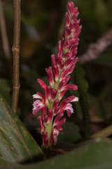 Alpinia japonica