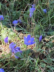 Crocus speciosus