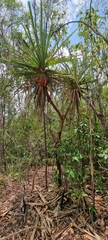 Pandanus spiralis