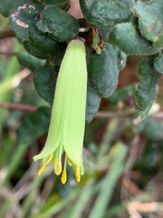 Correa reflexa reflexa