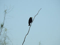 Hymenops perspicillatus