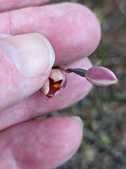 Thelymitra × macmillanii