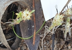 Siloxerus multiflorus