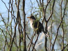 Turdus amaurochalinus