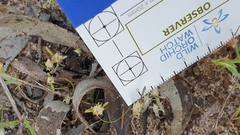 Siloxerus multiflorus