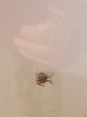 Steatoda castanea