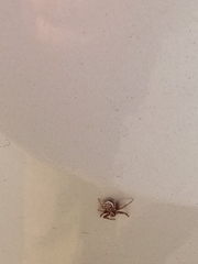 Steatoda castanea