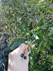 Olea exasperata