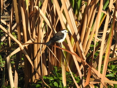 Fluvicola albiventer