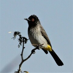 Pycnonotus nigricans