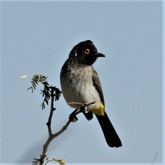 Pycnonotus nigricans