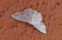 Scopula ornata