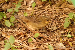 Helopsaltes certhiola