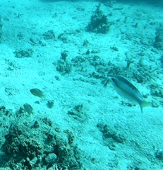 Scolopsis margaritifera