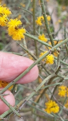 Acacia spinescens