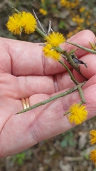 Acacia spinescens