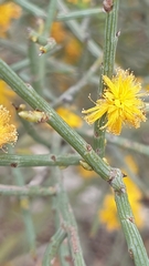 Acacia spinescens