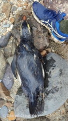 Eudyptes pachyrhynchus