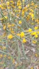 Acacia spinescens
