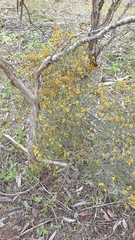 Acacia spinescens