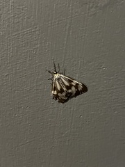 Nyctemera adversata