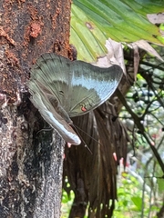 Dophla evelina