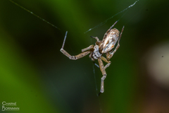 Uloborus