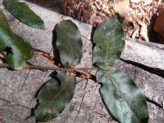 Peponidium