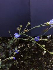 Linum marginale