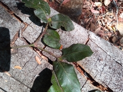 Peponidium