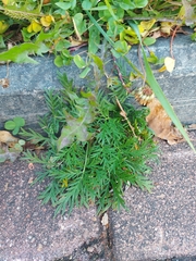 Potentilla tergemina